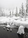 Wyoming, Grand Teton National Park. Willow Flats, bull moose-Jamie and Judy Wild-Framed Stretched Canvas