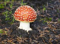 Washington State, Fly agaric mushroom.-Jamie and Judy Wild-Photographic Print