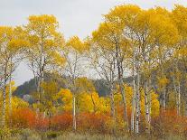 Wyoming, Grand Teton National Park. Golden Aspen trees-Jamie and Judy Wild-Framed Photographic Print