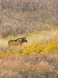 Wyoming, Yellowstone National Park. Bison herd and Firehole River-Jamie and Judy Wild-Stretched Canvas