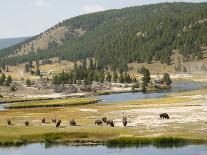 Wyoming, Grand Teton National Park. Willow Flats, bull moose-Jamie and Judy Wild-Framed Stretched Canvas