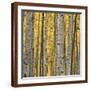 Brown Frame