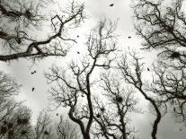 Crow Rookery-Jamie Cook-Giclee Print