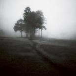 Fog Tree Study 2-Jamie Cook-Giclee Print