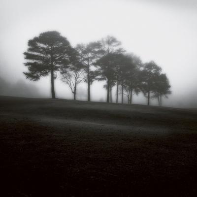 Fog Tree Study 2