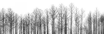 Aspen Trees with Barn-Jamie Cook-Giclee Print