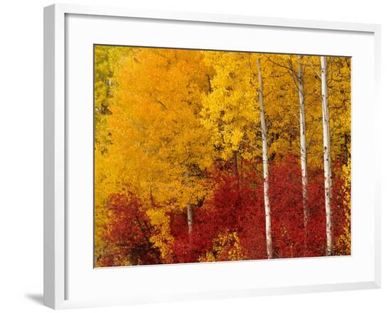 Framed Photographic Print, , large