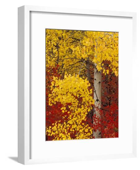 Framed Photographic Print, , large