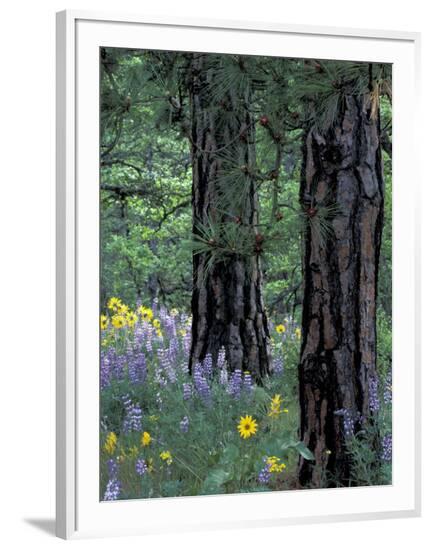 Framed Photographic Print, , large