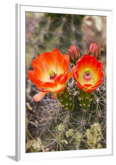 Framed Photographic Print, , large