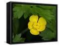 Canvas Black