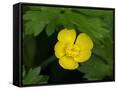 Canvas Black