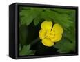 Canvas Black