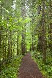 Aspen Trees with Golden Leaves, Wenatchee National Forest, Washington, USA-Jamie & Judy Wild-Photographic Print