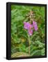 Essential Black