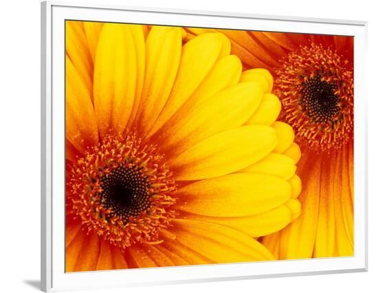 Framed Photographic Print, , large
