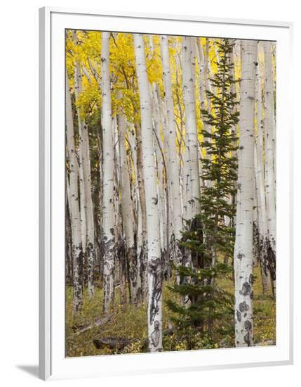 Framed Photographic Print, , large