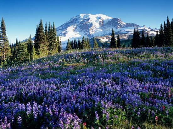 Premium Photographic Print, , large