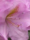 Rhododendron flower-Jamie & Judy Wild-Mounted Photographic Print