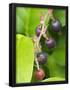 Essential Black