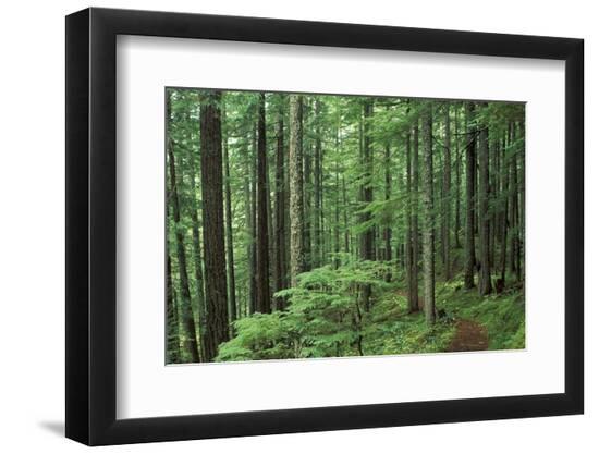 Premium Photographic Print, , large