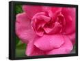 Essential Black