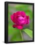 Essential Black