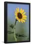 Essential Black