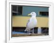 Gramercy White