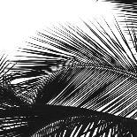 Palms 13 (detail)-Jamie Kingham-Art Print