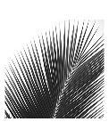 Palms 5-Jamie Kingham-Art Print