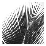 Palms 10 (detail)-Jamie Kingham-Art Print
