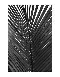 Palms 3-Jamie Kingham-Art Print