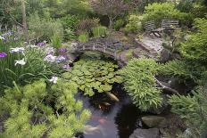 Koi Pond Garden-jamiehooper-Stretched Canvas