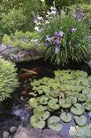 Koi Pond Garden-jamiehooper-Stretched Canvas