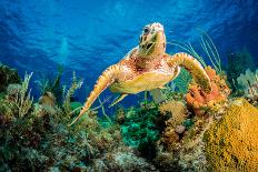 Hawksbill Turtle Swimming Through Caribbean Reef-Jan Abadschieff-Photographic Print