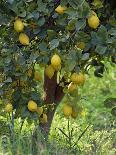 Close-Up of Lemon Tree, Denia, Spain, Europe-Jan Baldwin-Framed Photographic Print