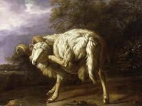 Goat Lying Down-Jan Baptist Weenix-Art Print