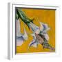 White Frame