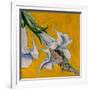 Gramercy White
