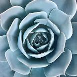 Spiral Succulent-Jan Bell-Photographic Print