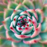 Spiral Succulent-Jan Bell-Photographic Print