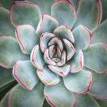 Spiral Succulent-Jan Bell-Photographic Print