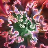 Spiral Succulent-Jan Bell-Photographic Print