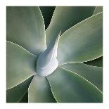 Spiral Succulent-Jan Bell-Photographic Print