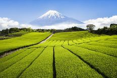 Green Tea plantation in Shizuoka with Mount Fuji in the background, Shizuoka Prefecture, Japan-Jan Christopher Becke-Photographic Print