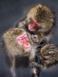 Group of Japanese macaque at the Jigokudani Snow Monkey Park, Yamanouchi, Nagano Prefecture, Japan-Jan Christopher Becke-Photographic Print