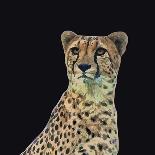 Portrait of Cheetah Sitting, Vector Illustration-Jan Fidler-Photographic Print