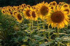 Field Overgrown with Sunflowers Closeup-Jan Gorzynik-Photographic Print