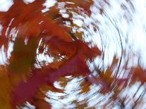 Blurred image of foliage achieved by panning the camera during time exposure-Jan Halaska-Photographic Print